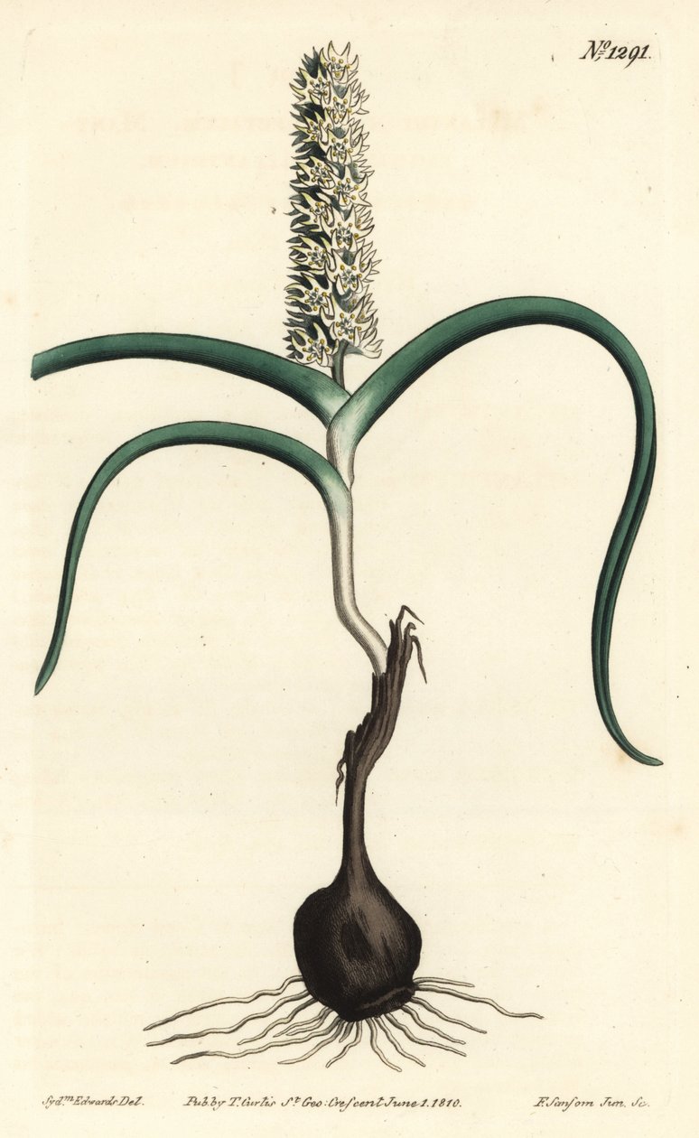Wurmbea monopetala (Melanthium monopetalum, Melanthium monopetalum). Gravura em chapa de cobre colorida à mão por F. Sansom Jr. após ilustração de Sydenham Edwards da revista Botanical Magazine de William Curtis, T. Curtis, Londres. de Sydenham Teast Edwards