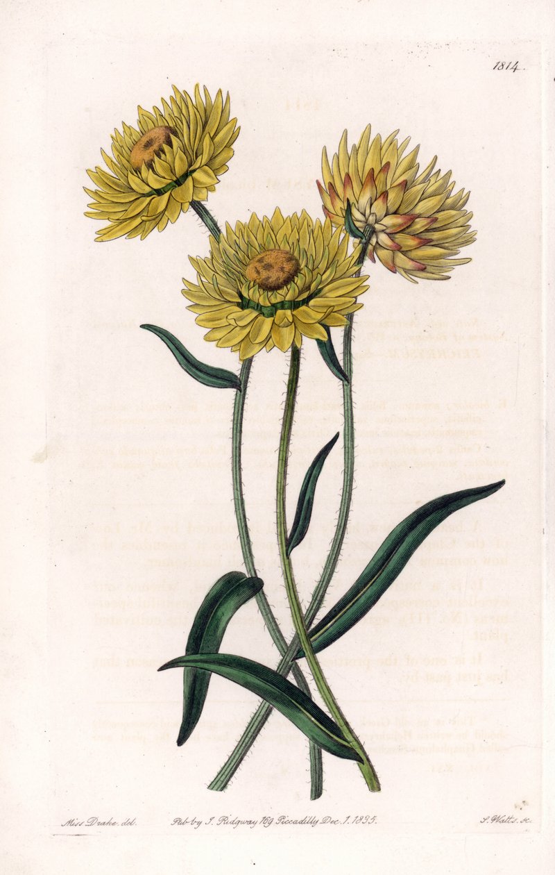 Xerochrysum variete, endêmico na Austrália - Gravado por S.Watts, a partir de uma ilustração de Sarah Anne Drake (1803-1857), do Botanical Register of Sydenham Edwards (1768-1819), Inglaterra de Sydenham Teast Edwards