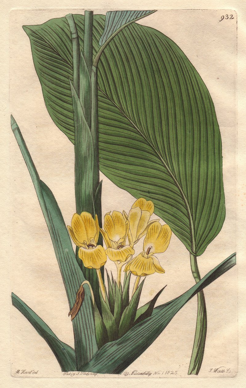 Calathea de flor amarela, nativa do Brasil - S. Watts água forte de uma ilustração de M. Mart, do Botanical Register de Sydenham Teast Edwards