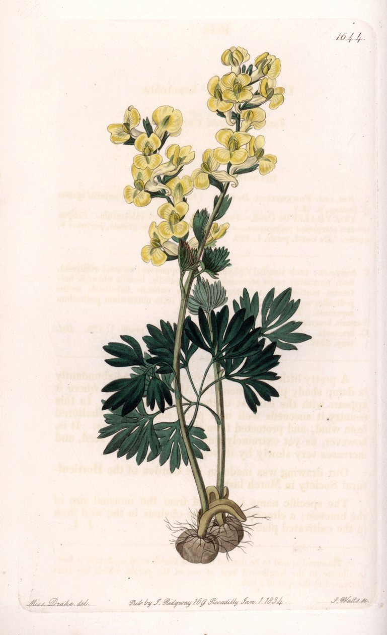 Yellow-flowered corydale variete - Gravado por S.Watts, a partir de uma ilustração de Sarah Anne Drake (1803-1857), do Botanical Register of Sydenham Edwards (1768-1819), Inglaterra de Sydenham Teast Edwards