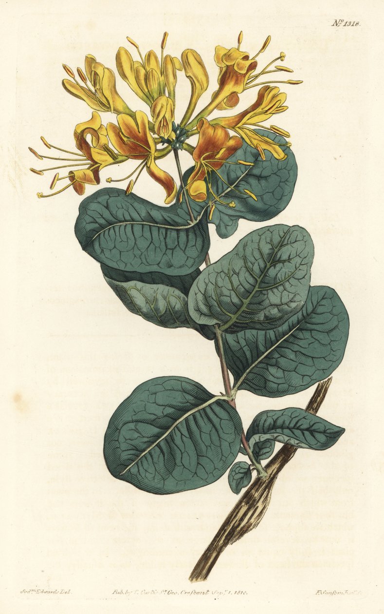 Lonicera flava, de flor amarela. Gravura em chapa de cobre colorida à mão por F. Sansom Jr. após ilustração de Sydenham Edwards da revista Botanical Magazine de William Curtis, T. Curtis, Londres de Sydenham Teast Edwards