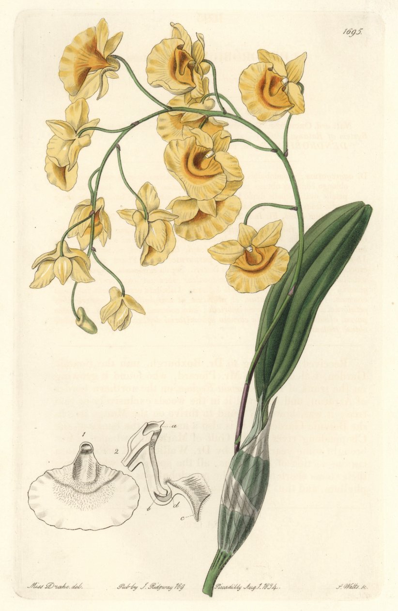 Orquídea dendrobium amarela, nativa da Índia - Água forte de S. Watts, de uma ilustração de Sarah Anne Drake (1803-1857), do Botanical Register de Sydenham Teast Edwards