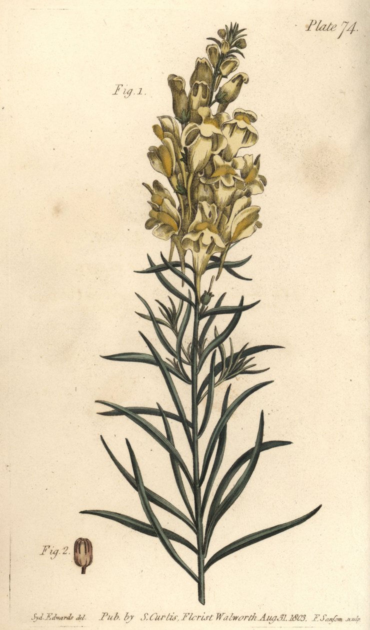 Linho de sapo amarelo ou snapdragon, Antirrhinum majus, Angiospermia. Gravura em chapa de cobre colorida à mão por F. Sansom de uma ilustração botânica de Sydenham Edwards para as Palestras de Botânica de William Curtis, conforme entregue no Jardim Botânic de Sydenham Teast Edwards