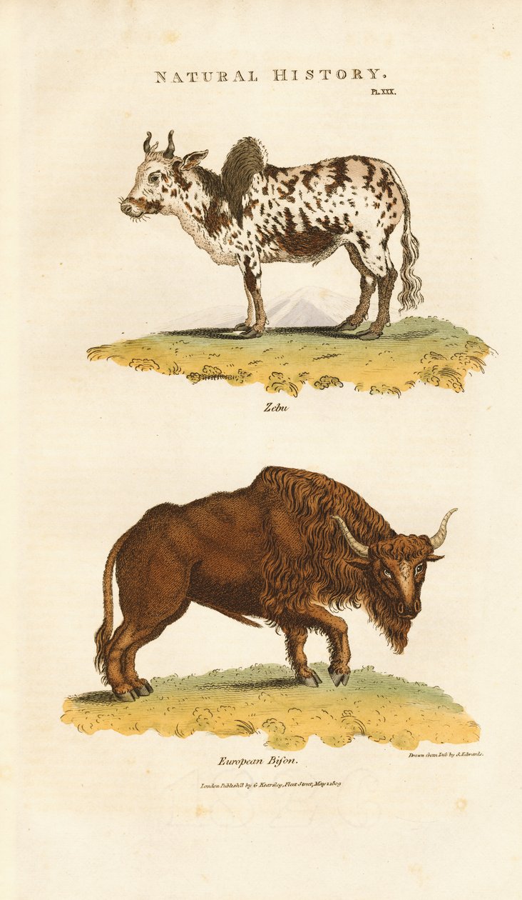 Zebu e bisonte europeu de Sydenham Teast Edwards