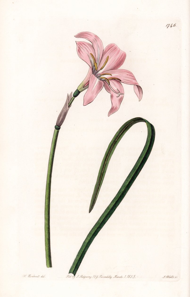 Zephyrantes hybrid variete - Placa gravada por S.Watts, a partir de uma ilustração de Sarah Anne Drake (1803-1857), do Botanical Register of Sydenham Edwards (1768-1819), Inglaterra de Sydenham Teast Edwards