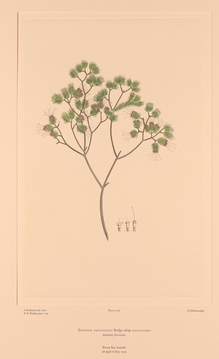 Florilegium de Banks Placa 106 Darwinia Fascicularis de Sydney (after) Parkinson