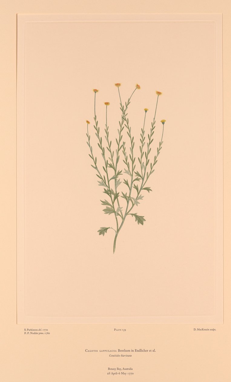Florilegium de Banks Placa 159 Calotis lappulacea de Sydney (after) Parkinson