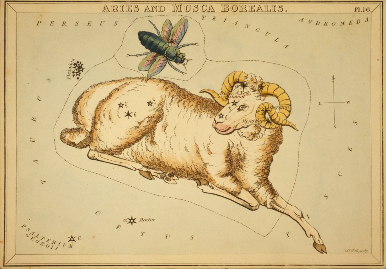 Áries e Musca Borealis, Ilustração do 