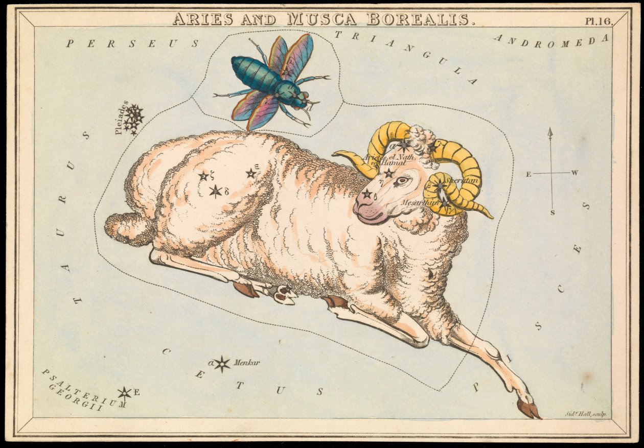 Aries e Musca borealis, c.1825 (cartão, papel, tecido) de Sydney Hall