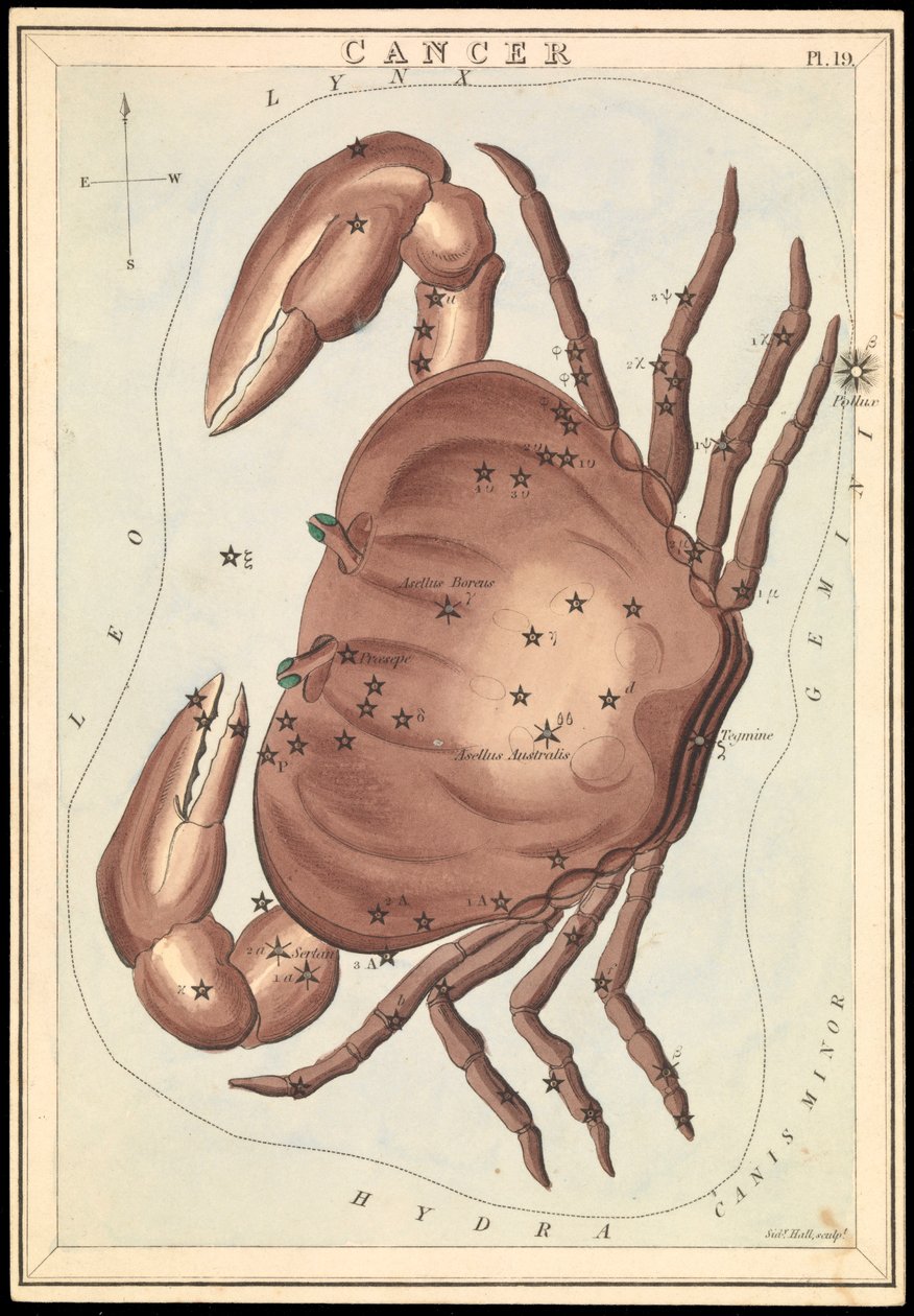 Cancro, c.1825 (cartão, papel, tecido) de Sydney Hall