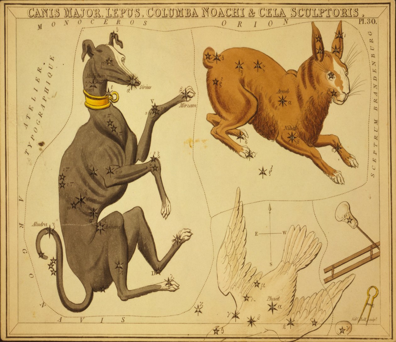 Canis Major, Rabbit, Columba Noah & Cela Sculptor, Ilustração de 