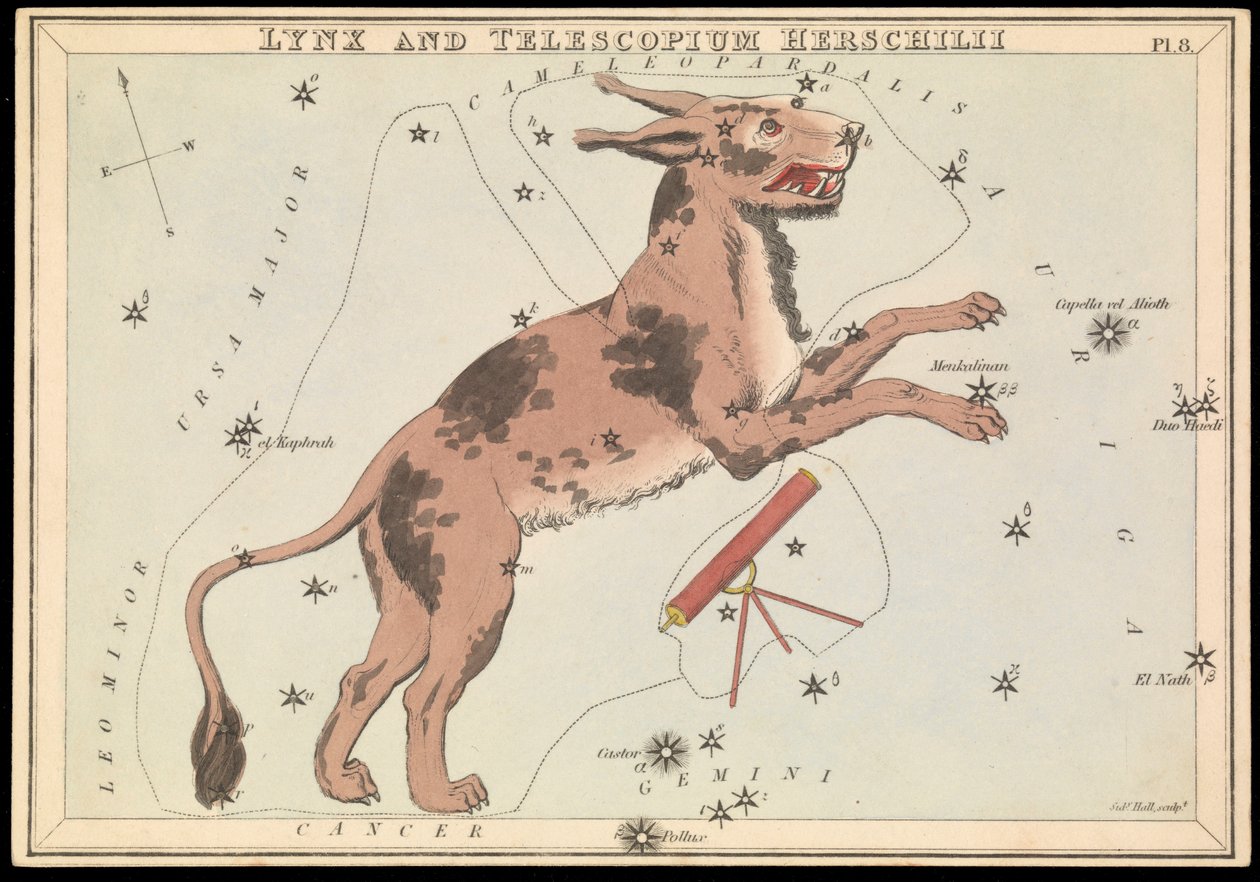 Lince e Telescopium Hereschilii, c.1825 (cartão, papel, tecido) de Sydney Hall