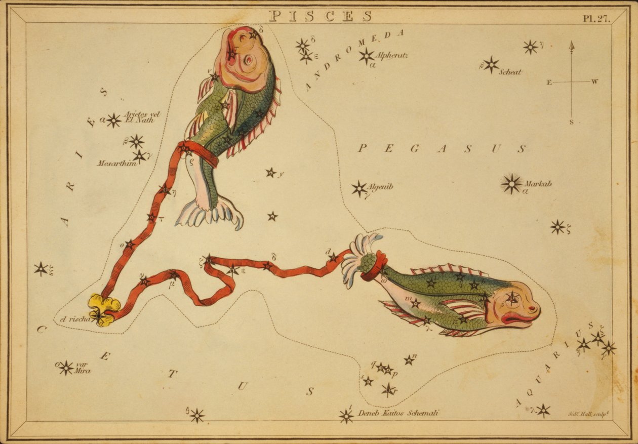 Peixes, ilustração de 