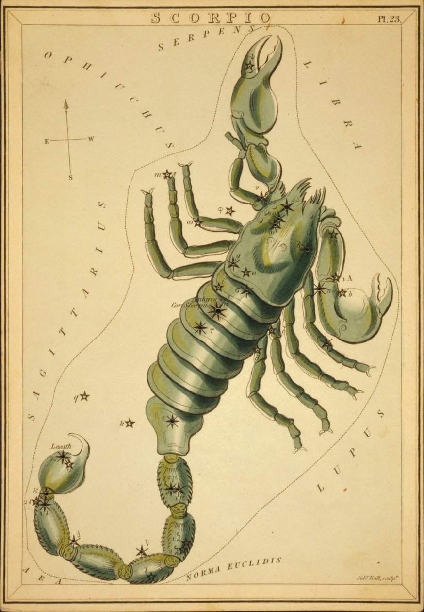 Escorpião, Ilustração de 