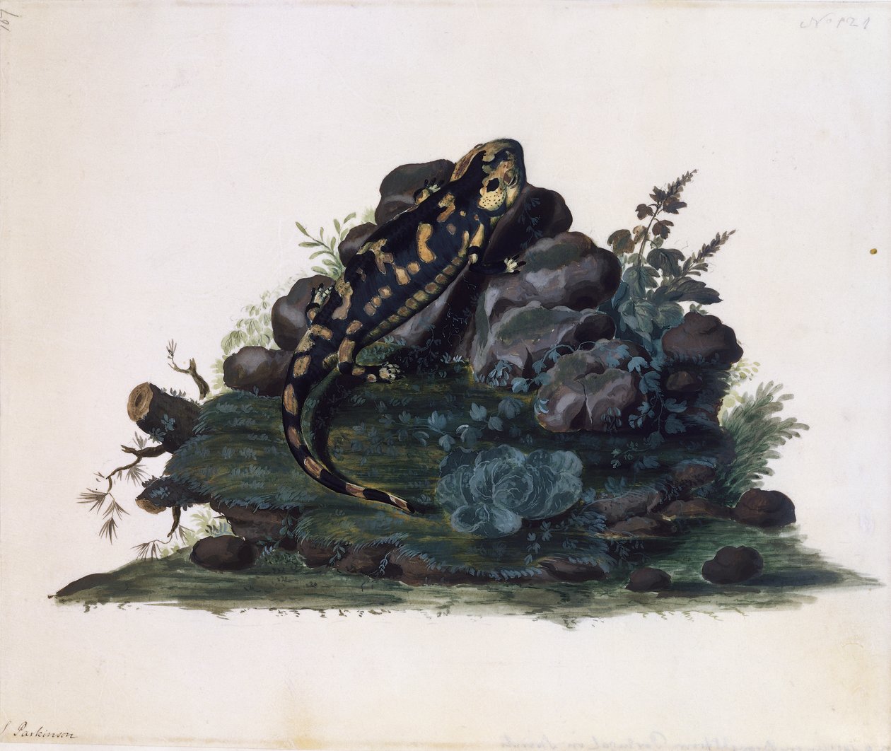 Salamandra, aguarela de Sidney Parkinson (ca. 1745-1771), Reino Unido de Sydney Parkinson