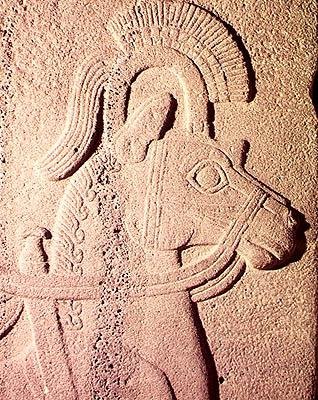 Detalhe da cabeça de um cavalo de Syrian Syrian