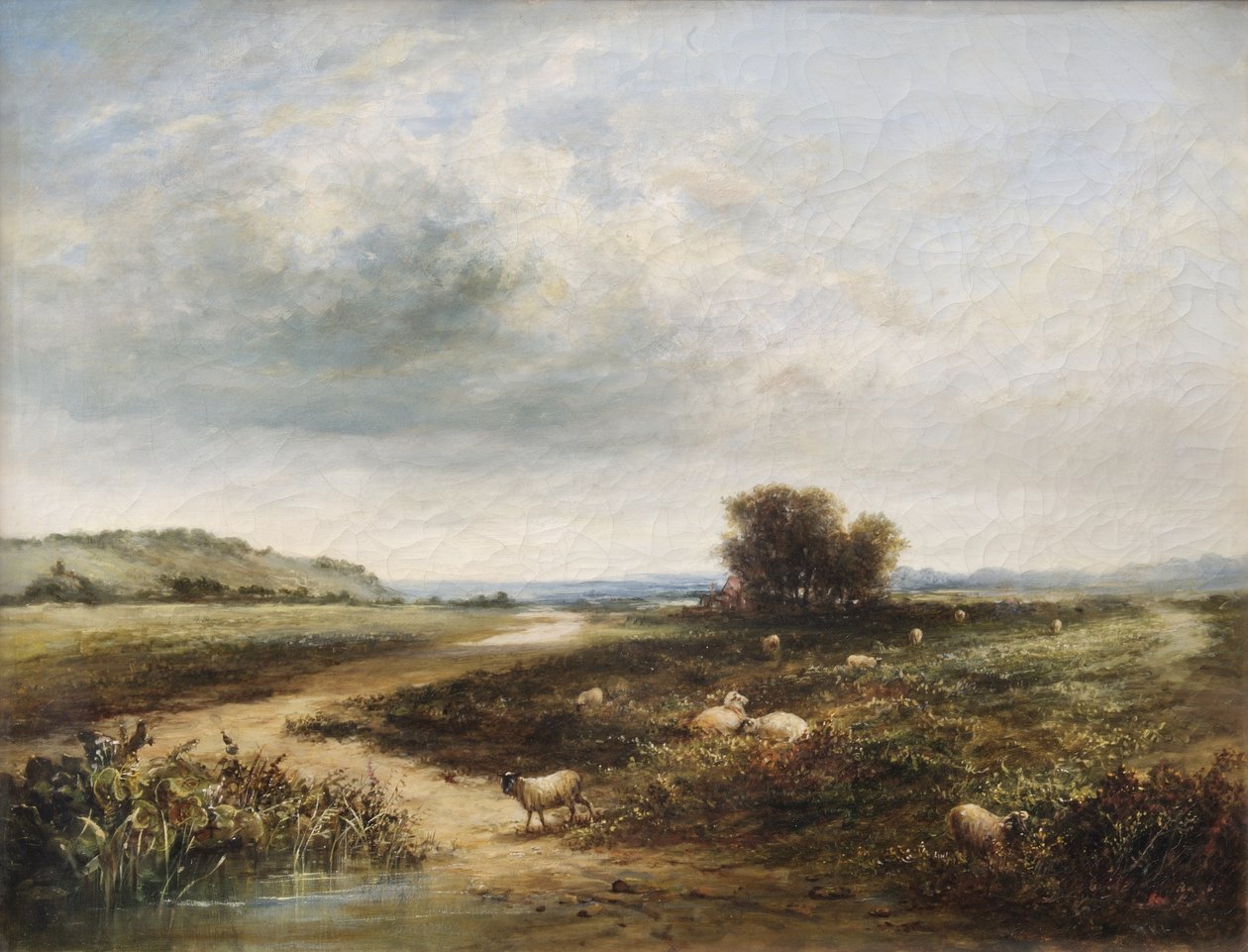 Ovelha em uma terra comum de T. K. Atkinson