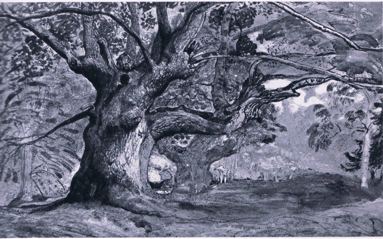 O Panshanger Oak, Hertfordshire, Nature na Grã-Bretanha publicado por Collins, 1946 de T. Medland