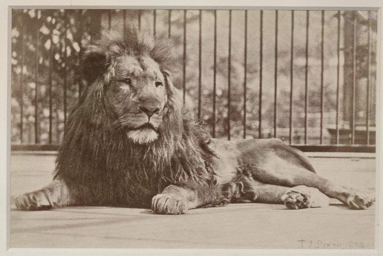 Leão enjaulado, 1879 (impressão de albume) de T.J. Dixon
