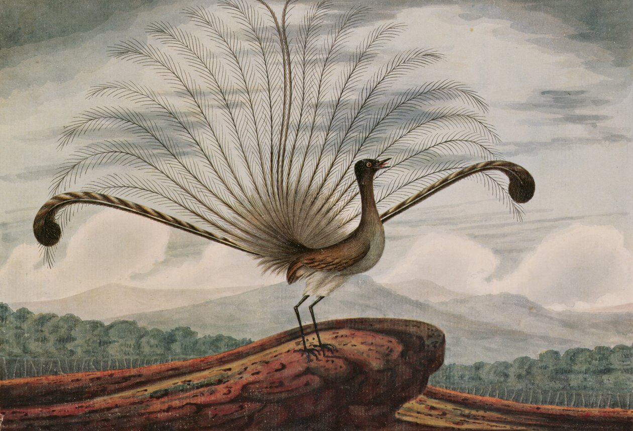 Lyrebird: mamura superba, 1813 de T.R. Browne