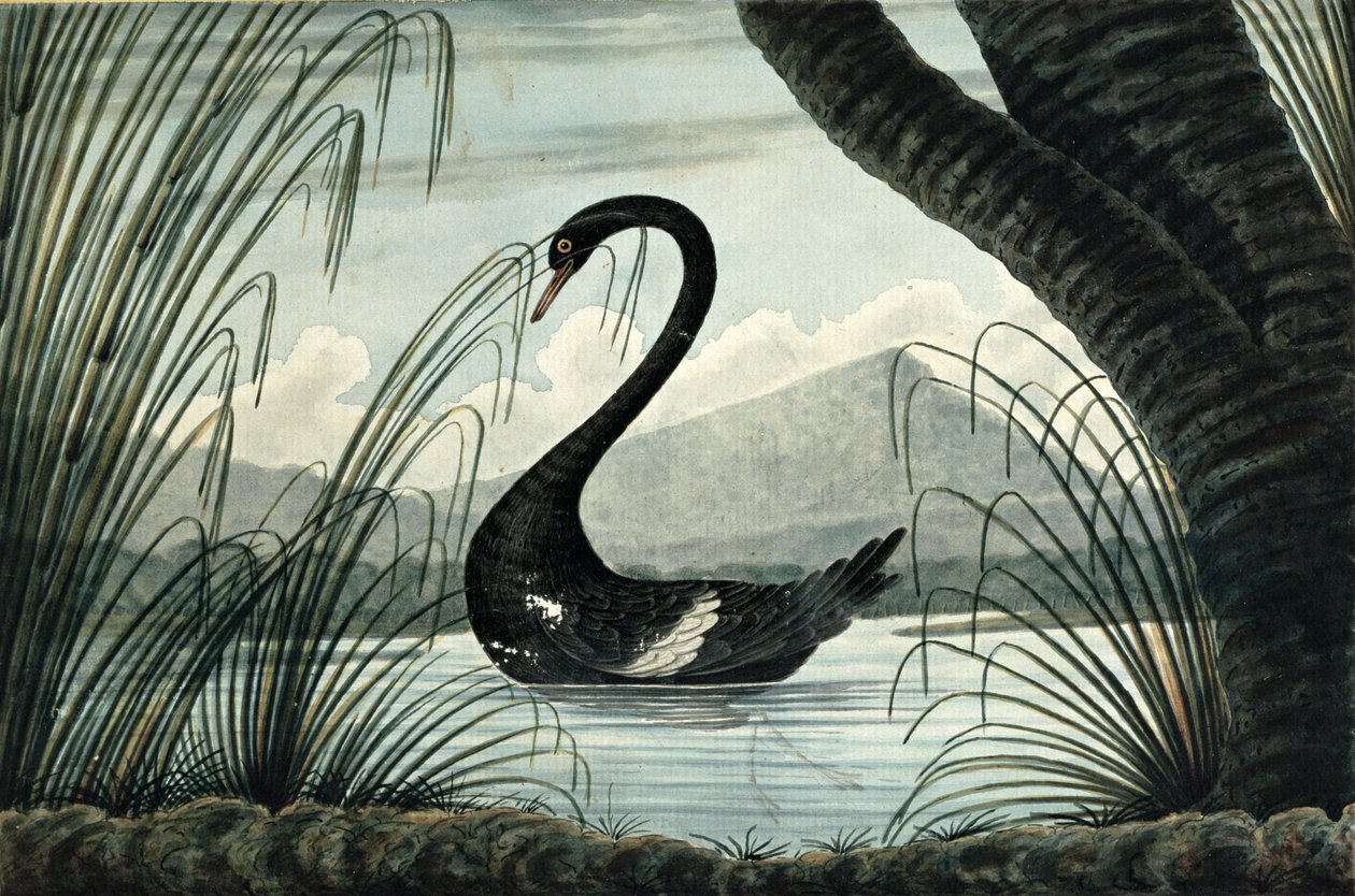O Cisne Negro, 1813 de T.R. Browne