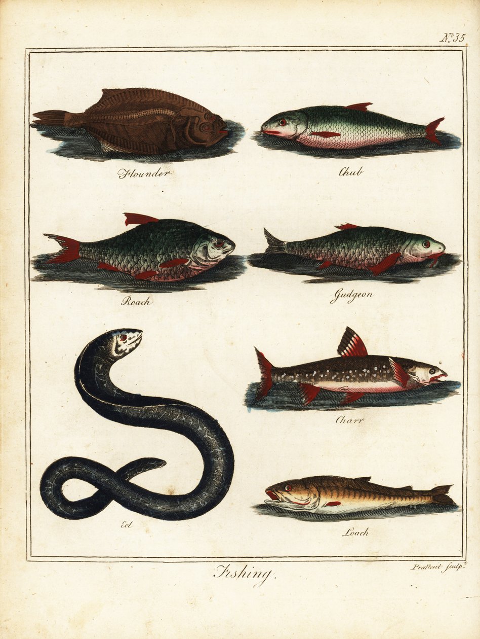 Pesca: solha-das-pedras, gorducho, barata, caboz, salvelino, enguia, lagostim. 1792 (gravura) de T. Prattent