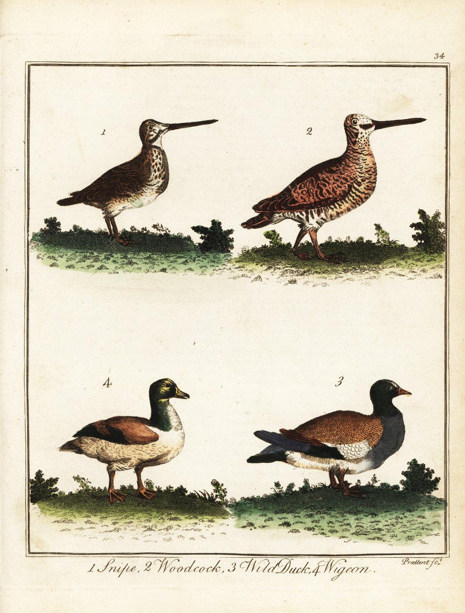 Aves de caça: narceja, galinhola, pato selvagem e pombo. 1792 (gravura) de T. Prattent