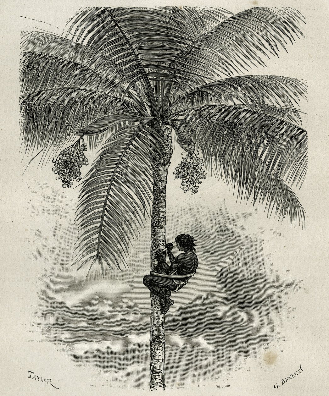 La recolte de la wax de palmier ceroxylon, dans le Quindio (Colômbia), gravada por Taylor e Ferdinandus, para ilustrar a história L