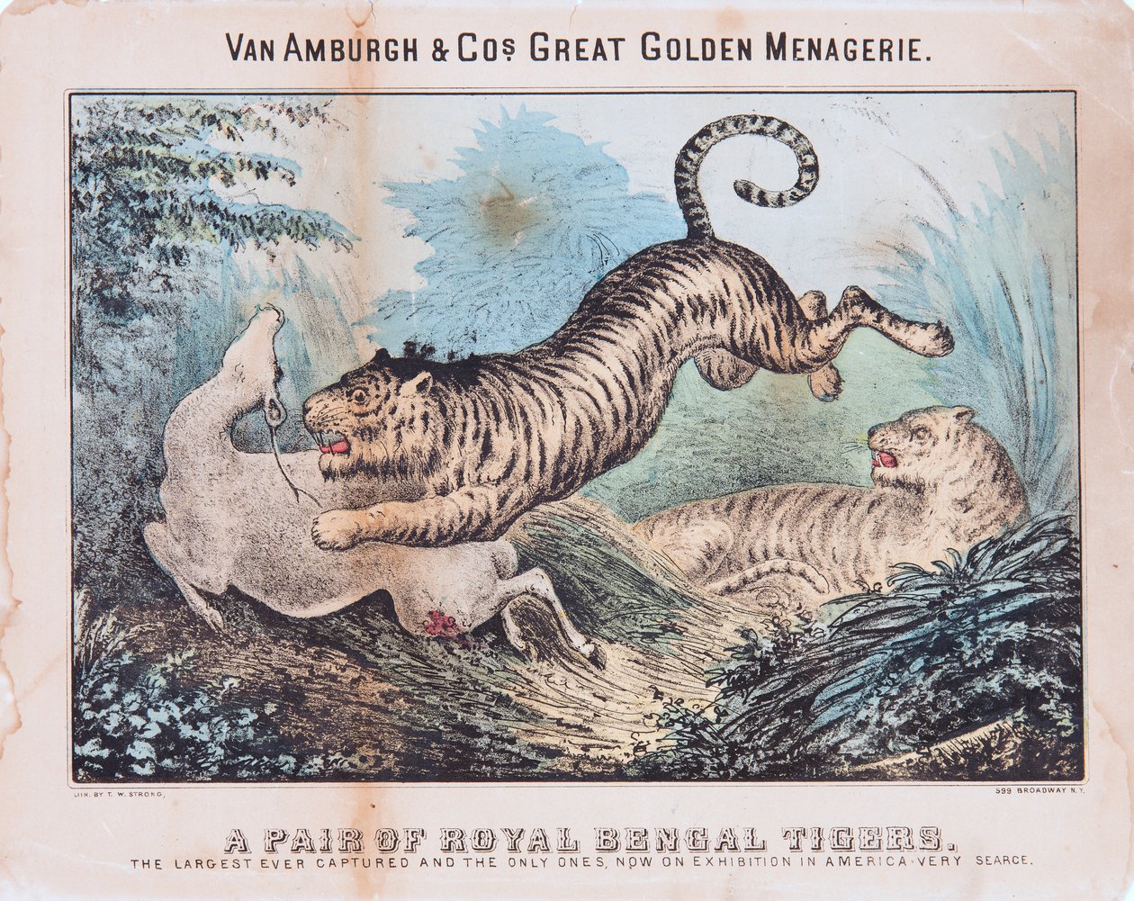 Um par de tigres reais de Bengala (wc no papel) de T. W. Strong