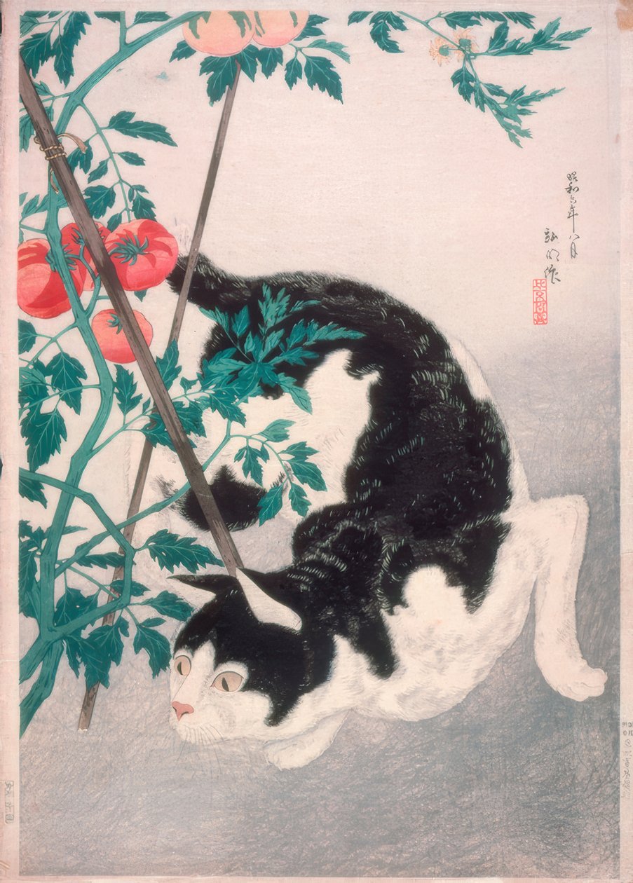Gato com planta de tomateiro de Takahashi Hiroaki