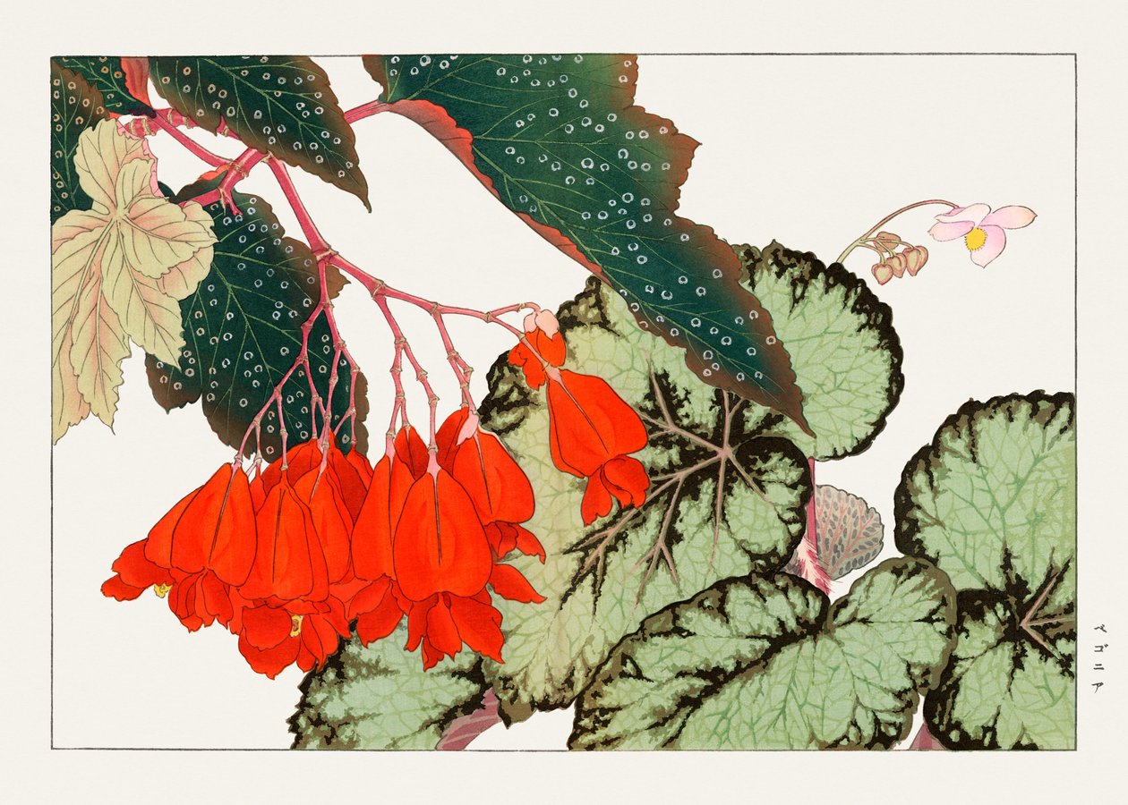 Cracklin Rosie Begonia flor de "Seiyou Sokazufu" de Tanigami Konan