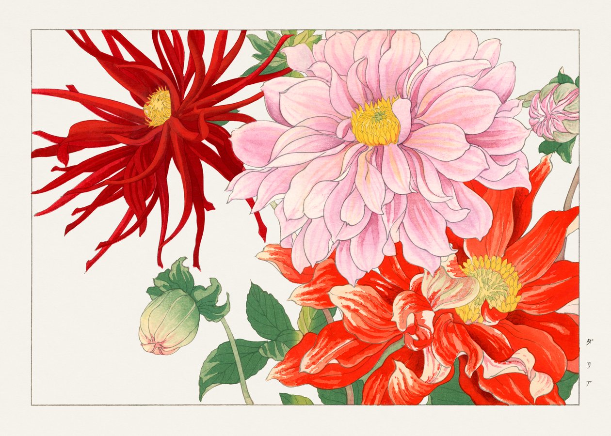 Flor de dália de "Seiyou Sokazufu" de Tanigami Konan