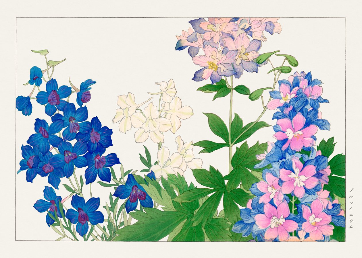 Flor de delfínio de "Seiyou Sokazufu" de Tanigami Konan