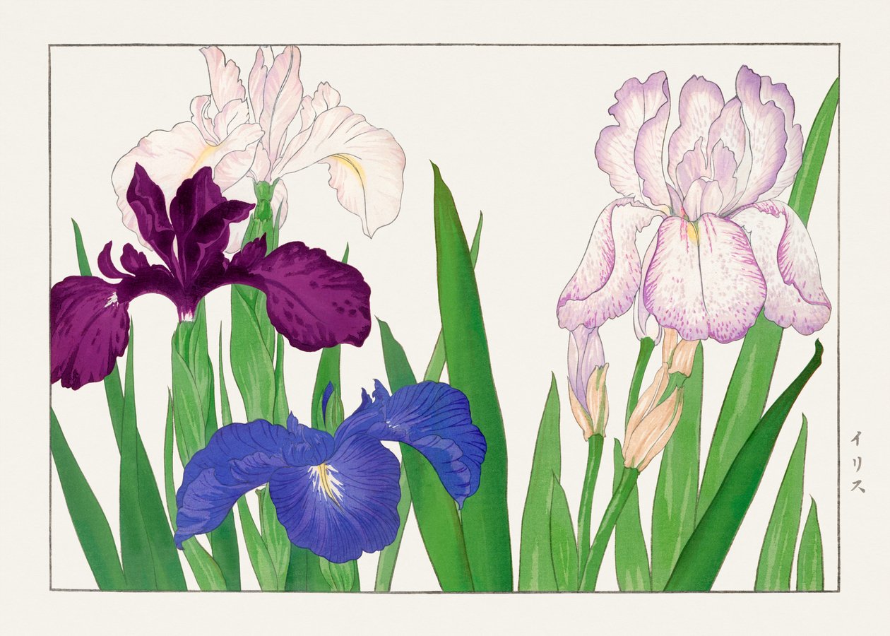 Flor de Íris de "Seiyou Sokazufu" de Tanigami Konan