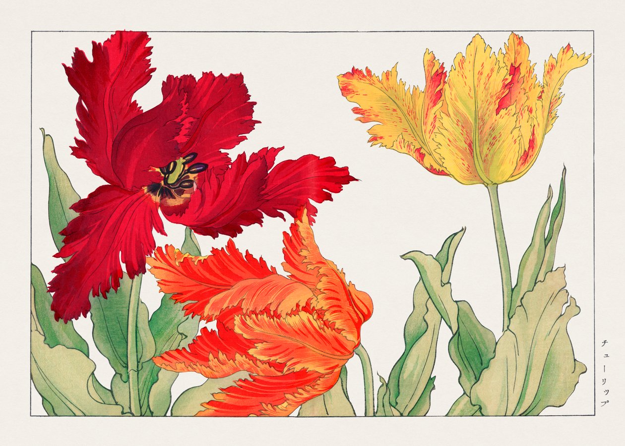 Tulipa papagaio de "Seiyou Sokazufu" de Tanigami Konan
