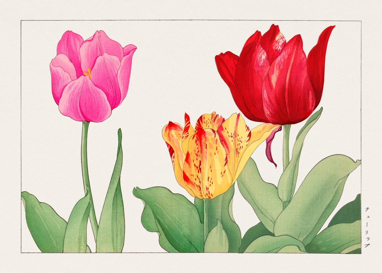 Tulipa de "Seiyou Sokazufu" de Tanigami Konan