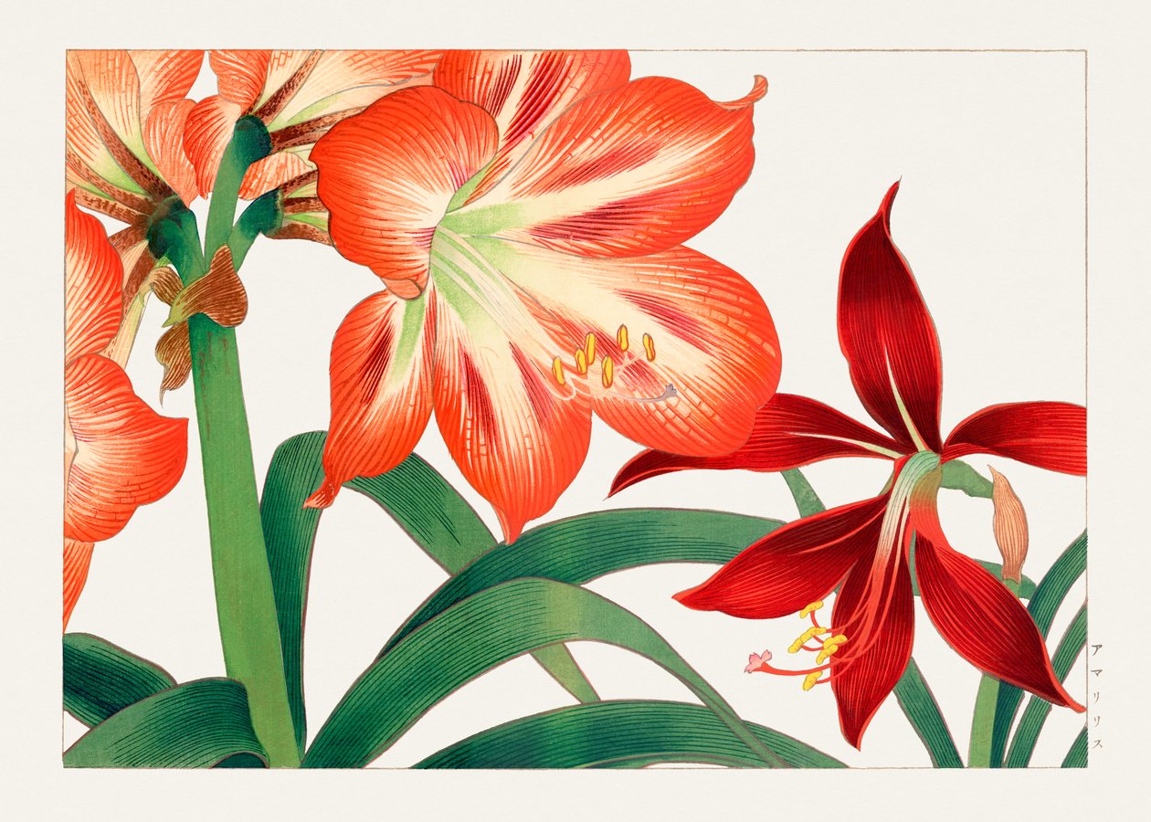 Flor de amaryllis vintage de "Seiyou Sokazufu" de Tanigami Konan