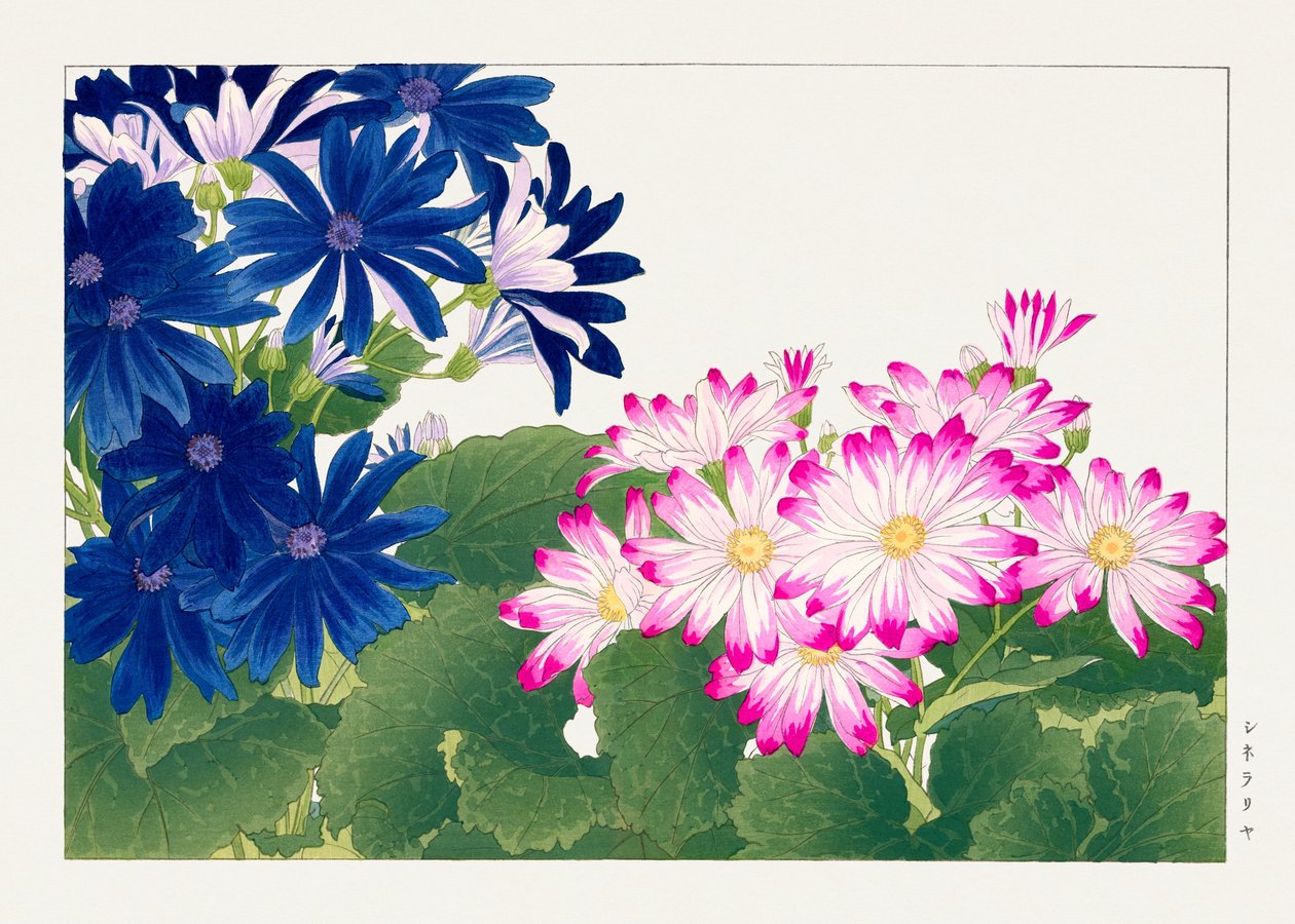 Flor de cinerária vintage de "Seiyou Sokazufu" de Tanigami Konan