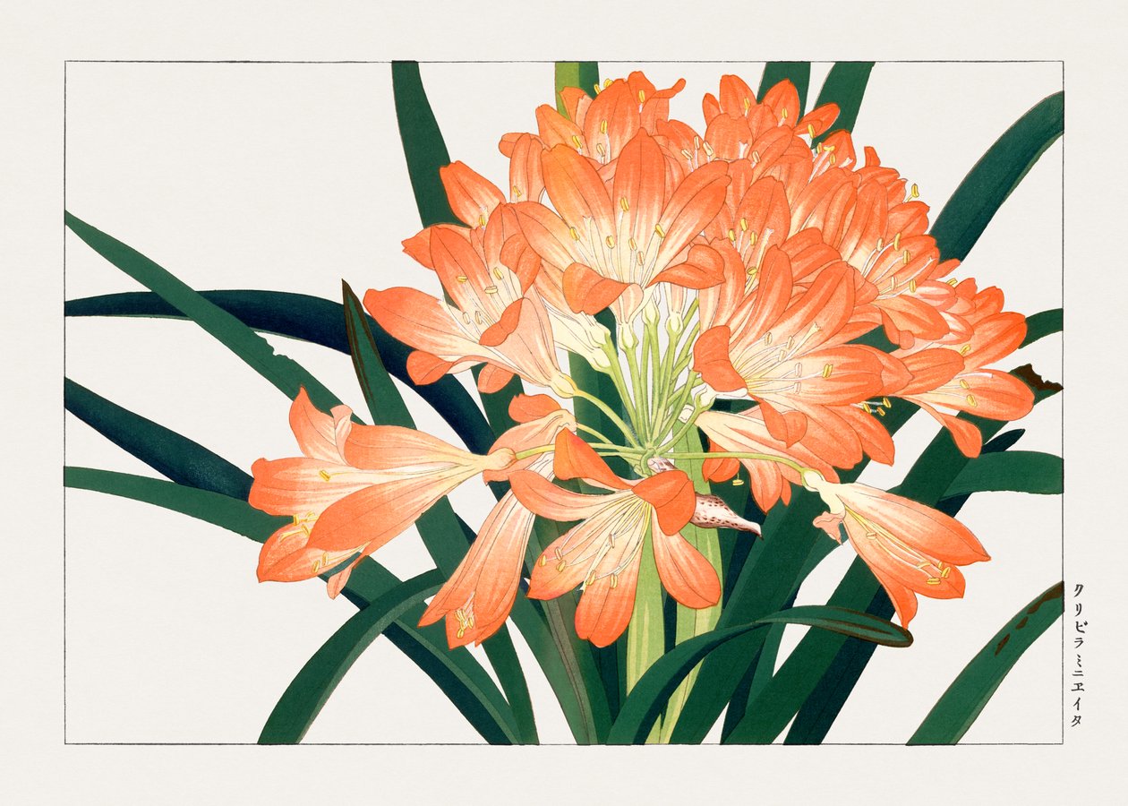Flor cliviminiata vintage de "Seiyou Sokazufu" de Tanigami Konan
