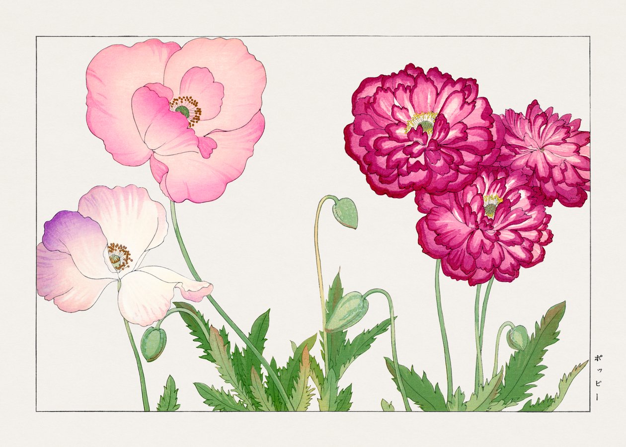 Flor de papoila vintage de "Seiyou Sokazufu" de Tanigami Konan