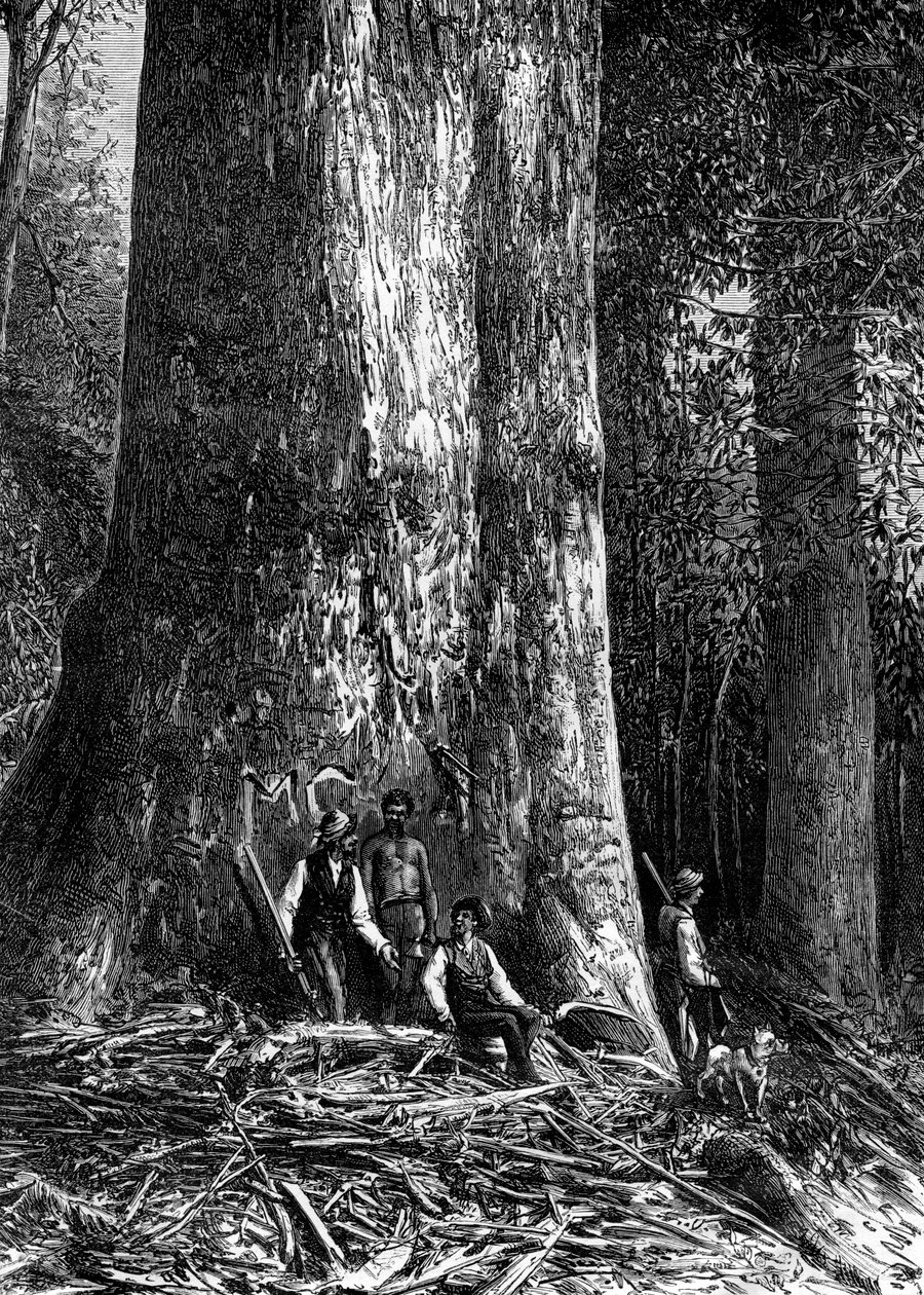 Eucalipto gigante, Austrália, 1886 de Taylor