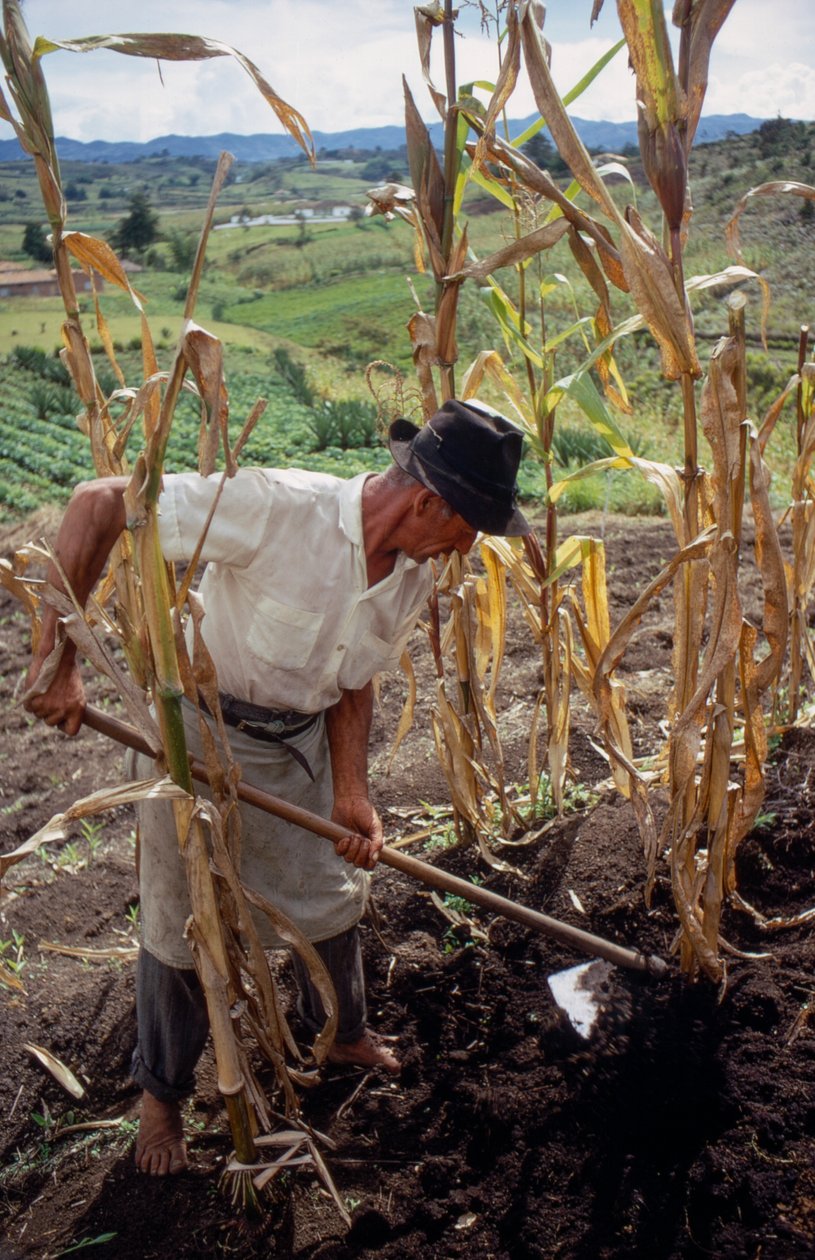 Benigno Marin, agricultor, a trabalhar num campo em Columbia de Ted Spiegel