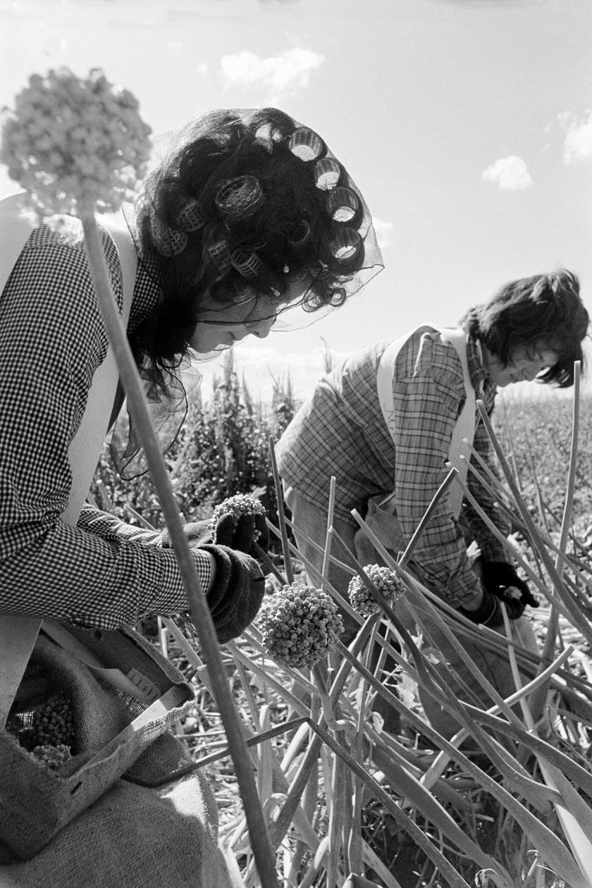 O agricultor familiar Ed Ker, do Rancho A.M. Ker, é um agricultor rural que cultiva alfafa... de Ted Spiegel