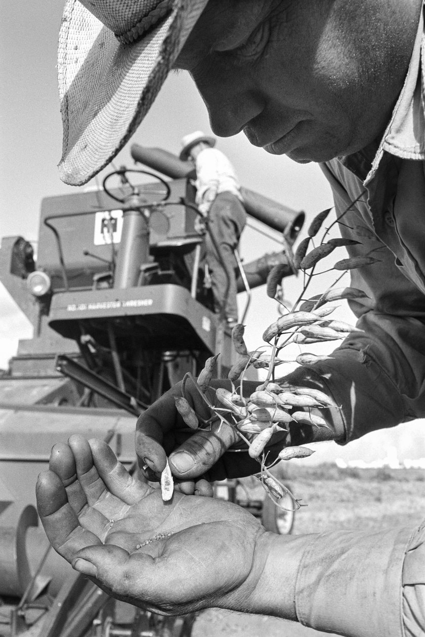 O agricultor familiar Ed Ker, do Rancho A.M. Ker, é um agricultor rural que cultiva alfafa... de Ted Spiegel