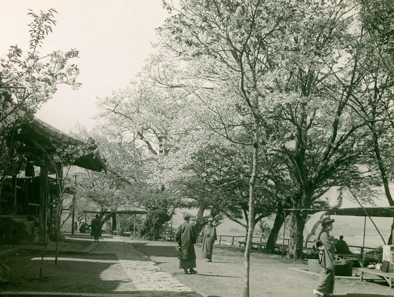 Cerejeiras em flor na cidade de Otsu, ilha de Honshu, cerca de 1900 - 1915 (fotografia) de Teijiro Takagi