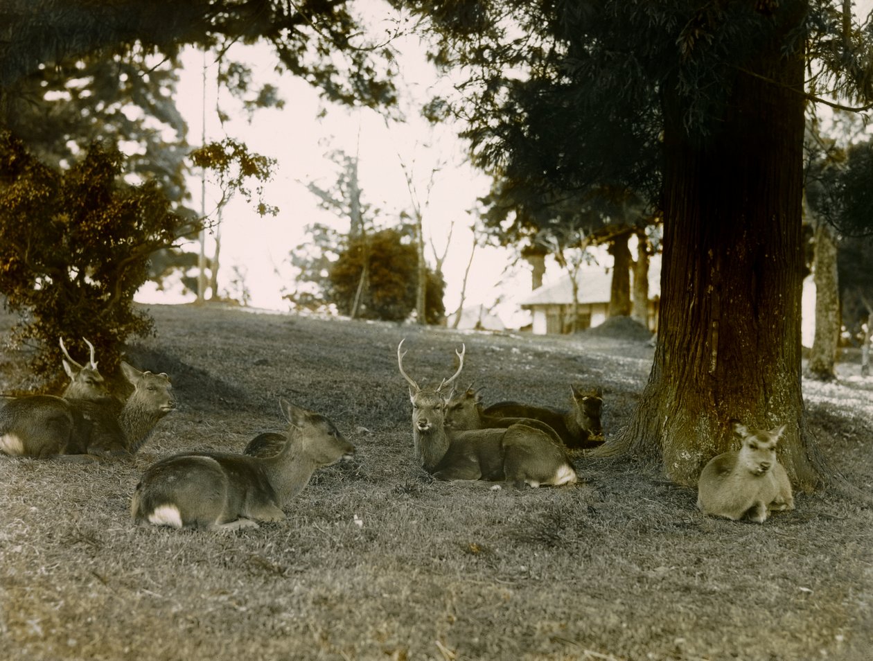 Gamo no Parque Kasauga Taisha, Nara, cerca de 1900 - 1915 (fotografia) de Teijiro Takagi