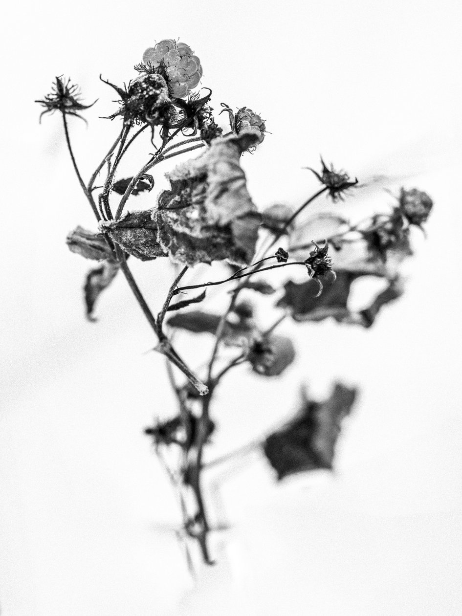 Entre as Flores 10, 2021 (foto a p/b) de Teis Albers