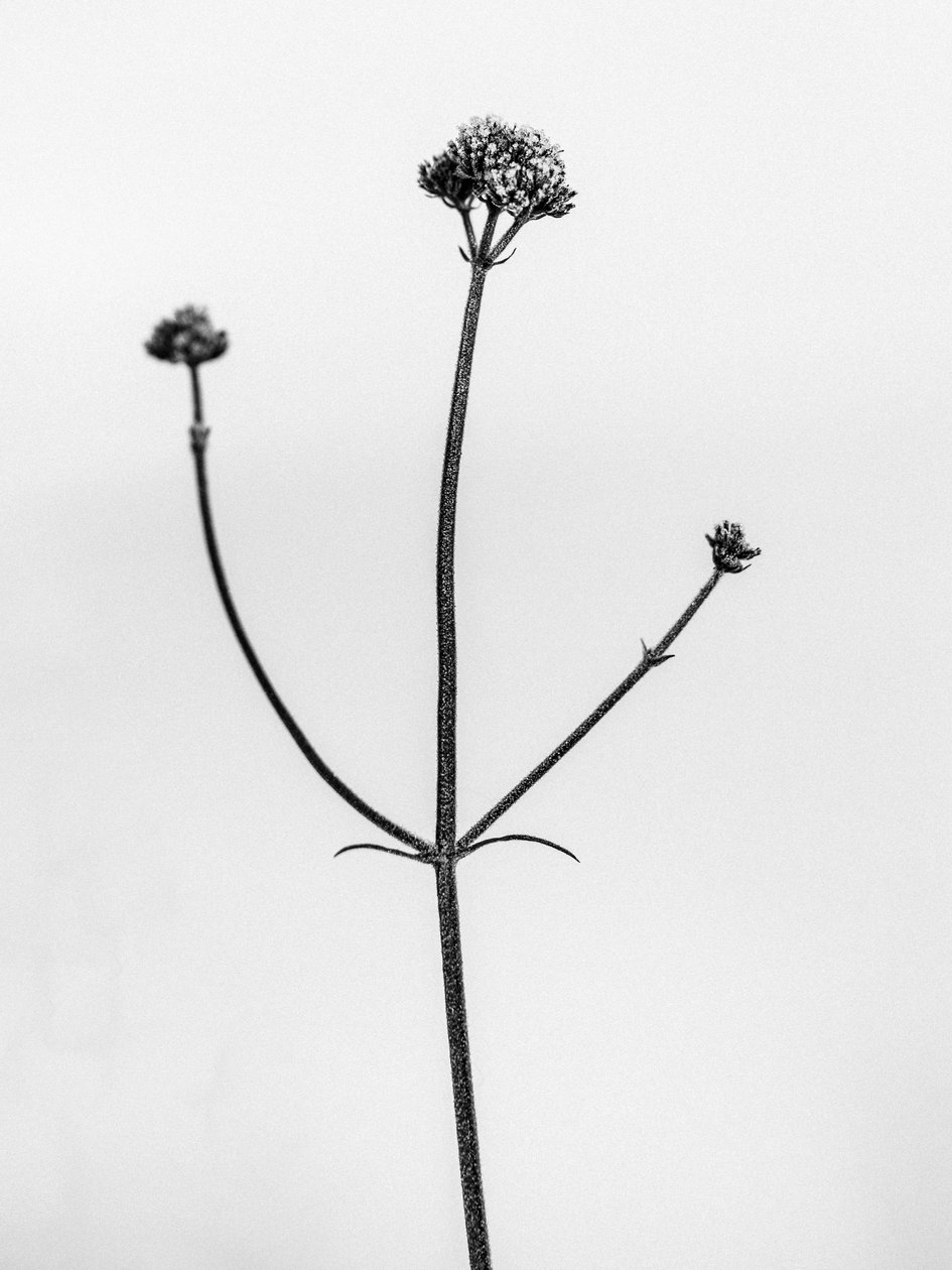 Entre as Flores 11, 2021 (foto a p/b) de Teis Albers