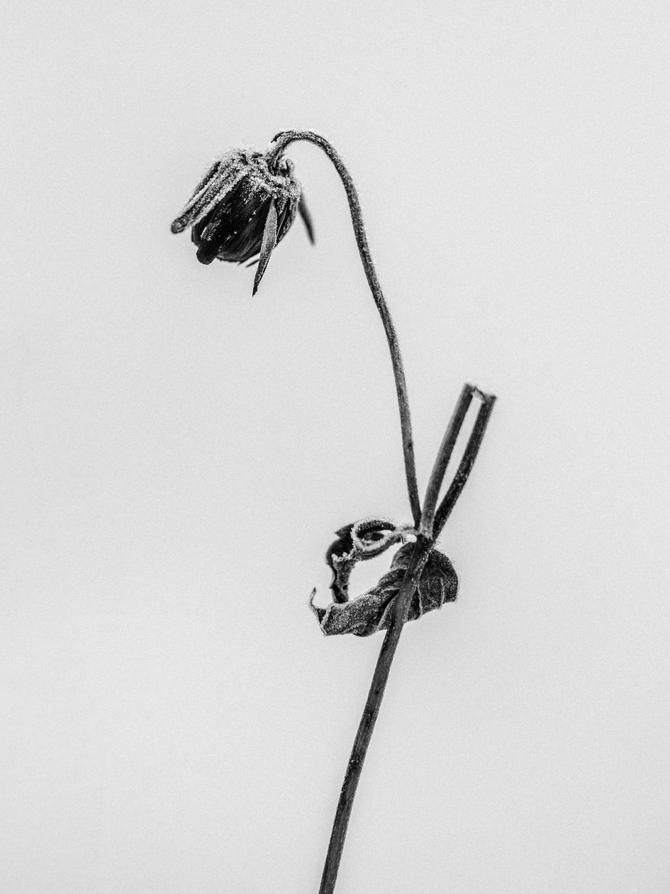 Em meio às flores 12, 2021 (foto p/b) de Teis Albers