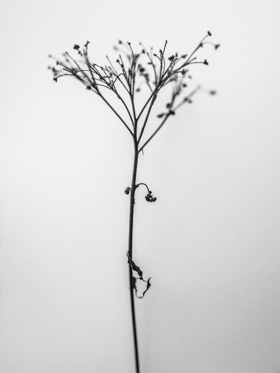 Em meio às flores 13, 2021 (foto p/b) de Teis Albers